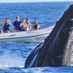tour de avistamiento de ballenas en riviera nayarit precio