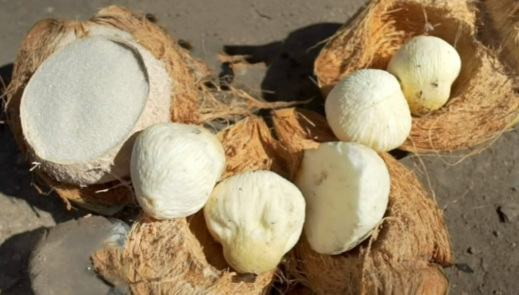Manzana de coco en Nayarit