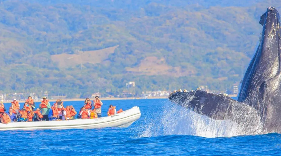 Tour de avistamiento de ballenas en la Riviera Nayarit